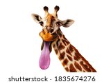 Funny Close Up Photo Of Giraffe ...