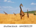 Herd Of Giraffes Walking In...