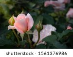 Beautiful Pink Rose And...