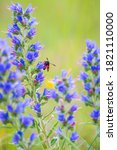 Small photo of Closeup of a six-spot burnet butterfly Zygaena filipendulae, pollinating on purple Echium vulgare blueweed flowers during daytime.