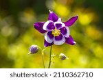 Small photo of Closeup of a Aquilegia vulgaris, European columbine, common columbine, granny's nightcap, granny's bonnet, purple white flower blooming.