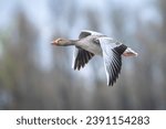 Closeup of greylag goose, Anser Anser, in flight against a blue sky