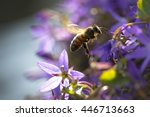 Closeup Of A Western Honey Bee...