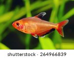 Red Phantom Tetra Fish