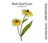Black Eyed Susan  Rudbeckia...