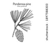 ponderosa pine or western... | Shutterstock .eps vector #1897588303