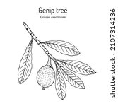 genip tree  genipa americana  ... | Shutterstock .eps vector #2107314236