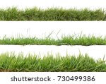 Grass isolated on white background,Objects with Clipping Paths