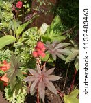 Small photo of Castor Oil Plant (Ricinus communis 'Carmencita') in a Country Cottage Garden in Rural Somerset, England, UK