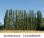 Row Of Lombardy Poplar Trees ...