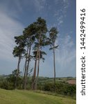 Scots Pine Trees On The Top Of...