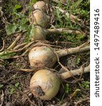 Small photo of Home Grown Organic Onions (Allium cepa 'Alisa Craig') Drying in Summer Sun on an Allotment in a Vegetable Garden in Rural Devon, England, UK