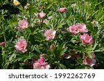 Small photo of Summer Flowering Pale Pink Flower Head on a Perennial Hybrid Peony Plant (Paeonia 'Callie's Memory') Growing in a Herbaceous Border in a Country Cottage Garden in Rural Devon, England,UK