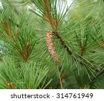 Eastern White Pine  Pinus...
