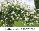 Arch Of White Climbing Roses ...