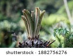 Cycad Pushing New Leaves In...