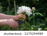 Small photo of A woman gardener picks a large, beautiful white peony in the summer garden with a pair of pruning shears. Collecting cut flowers