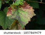 Anthracnose Of Grapes  Fungus...