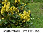 Small photo of Mahonia aquifolium, Oregon grape mahonia or holly-leaved berberry blooming in the garden. Ornamental evergreen mahonia aquifolium with yellow flowers, inflorescences in spring.