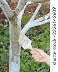 Small photo of Gardener with paint brush whitewashing fruit tree trunk. Whitewashing covers the trunk of a tree to protect it from sun scald in early spring.