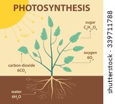 Photosynthesis Free Stock Photo - Public Domain Pictures