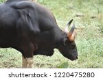 Small photo of Forest Bull, also Ethiopian Bull and Ethiopian Forest Bull, is an animal from Medieval bestiaries