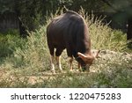 Small photo of Forest Bull, also Ethiopian Bull and Ethiopian Forest Bull, is an animal from Medieval bestiaries