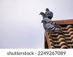 Close Up Of Three Pigeons On...