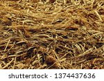 Dry Straw Background Of Reeds...
