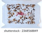 Small photo of cockroach bait lured many big and small cockroaches into the sticky trap, insect control at home, many cockroaches caught in the sticky trap