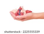 Hand holding a set of miniature toy human organs isolated on white background. Organ donation related concept.