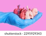 Small photo of Hand in a blue surgical glove holding miniature anatomical models of human organs isolated on pink. Organs donation related concept.