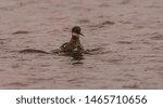 Small photo of Red necked phalarope swimming forward in the rain