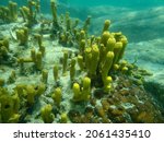 Small photo of Yellow Tube Sponge or Golden Sponge, Aureate sponge (Aplysina aerophoba) undersea, Aegean Sea, Greece, Halkidiki