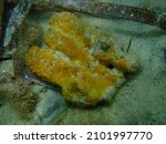 Small photo of Broken and dying Yellow tube sponge or Aureate sponge (Aplysina aerophoba) undersea, Aegean Sea, Greece, Halkidiki