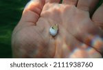 Small photo of Nassa mud snail or dog whelk (Tritia neritea) on the hand of a diver, Aegean Sea, Greece, Halkidiki