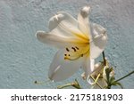 Small photo of Flower head of white lily or Madonna lily (Lilium candidum), Greece, Halkidiki
