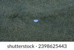 Small photo of Truncate donax or truncated wedge clam (Donax trunculus) shell on sea bottom, Aegean Sea, Greece, Halkidiki