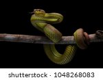 One of the high venom snake. This Snake is endemic reptile in java. It's very dangerous snake anda have deadly bite.