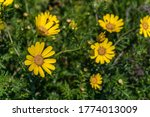 Wild Yellow African Daisies In...