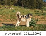 Small photo of Portrait of a Greek Shepherd dog. The Greek Shepherd or Sheepdog is a Greek livestock guardian dog that has been bred for centuries for guarding livestock in the mountainous regions of the country.