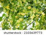 Linden Tree Flowers Clusters...