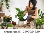 Female gardener adding soil in flowerpot with white peace lily, spathiphyllum while working at workshop. Planting of home green plants and flowers indoors, home garden, hobby, gardening blog concept