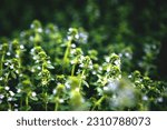 Selective soft focused Sweet Basil green plants with flowers growing texture Local vegetable planting farm. Specific fragrant aroma herb for aromatherapy. Natural vegetable garden background 