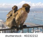 Gibraltar Barbary Macaques