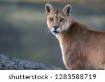 Wild Cougar  Puma Concolor...
