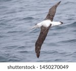 Small photo of Antipodean albatross (Diomedea antipodensis) flying over the New Zealand subantarctic Pacific Ocean. Seen from the side, showing upper wings.