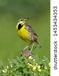 Small photo of Adult Eastern Meadowlark (Sturnella magna) in breeding plumage in Galveston Co., Texas, USA during spring.