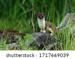 Small photo of Stoat (Mustela erminea), also called ermine or short-tailed weasel standing on a log among grasses