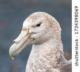 Small photo of Portrait of a Southern Giant Petrel (Macronectes giganteus) at Macquarie Island, subantarctic New Zealand. Also known as Stinker or Stinkpot.